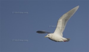 Kumlien's Gull (Larus glaucoides kumlieni) 