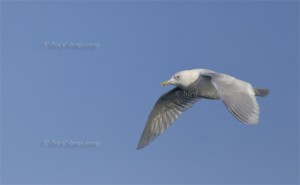 Kumlien's Gull (Larus glaucoides kumlieni)