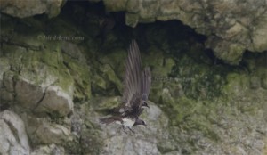 Alpine Swift