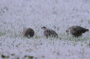 Grey Partridge