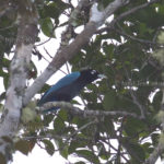 Blauparadiesvogel