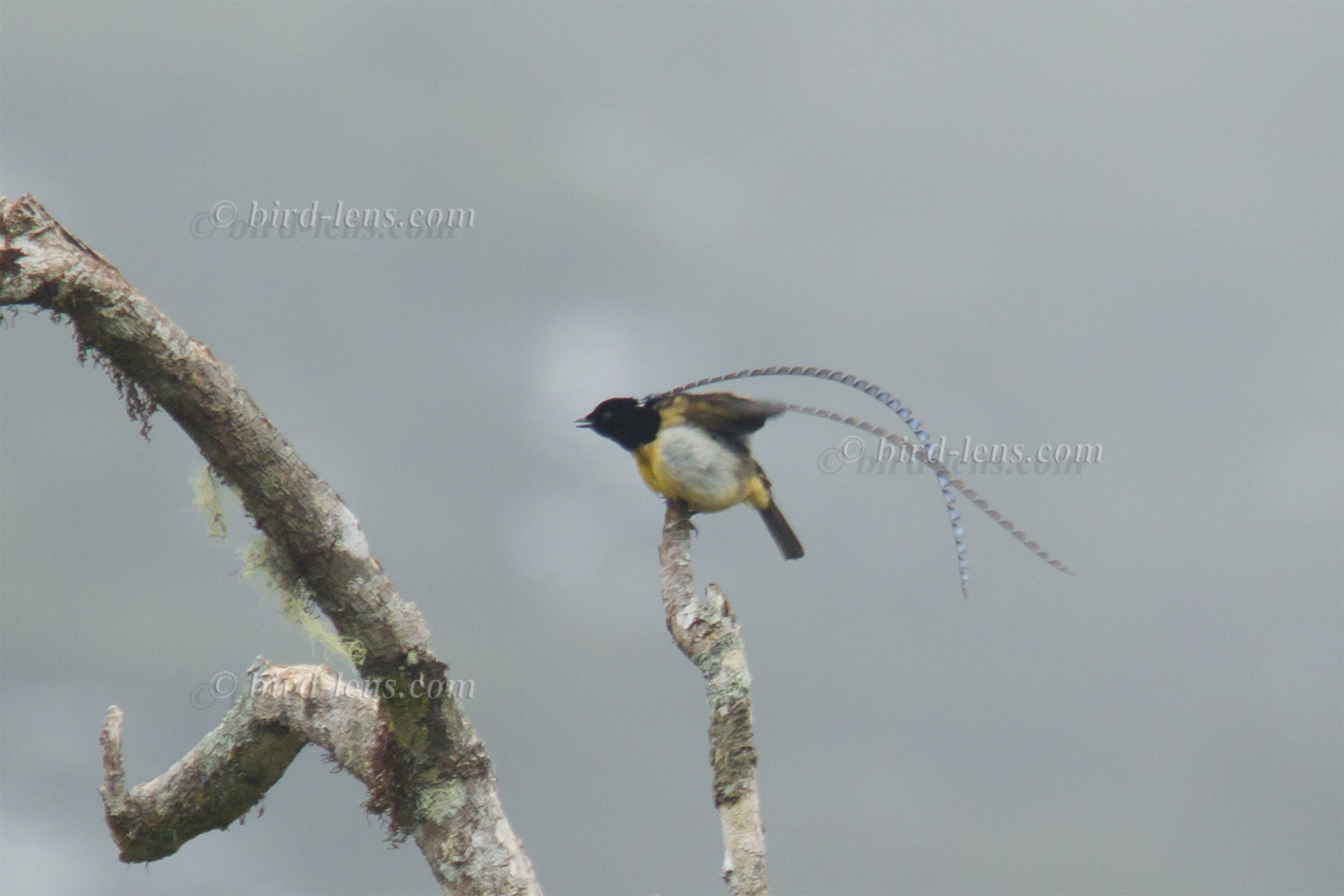 King-of-Saxony Bird-of-paradise – Bird Lens