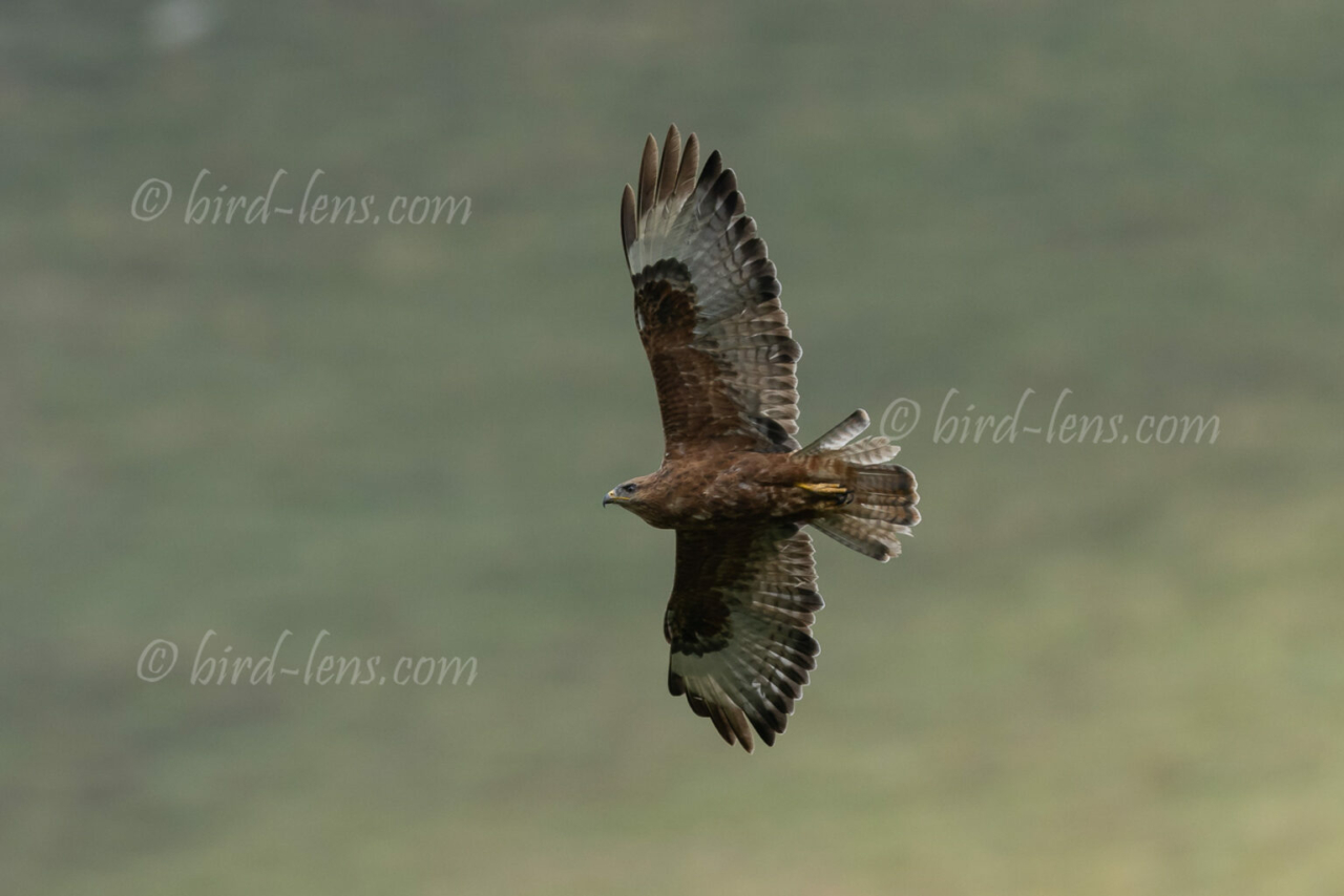 Falkenbussard