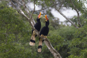 Rhinozeroshornvogel