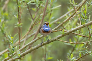 Blaukehlchen