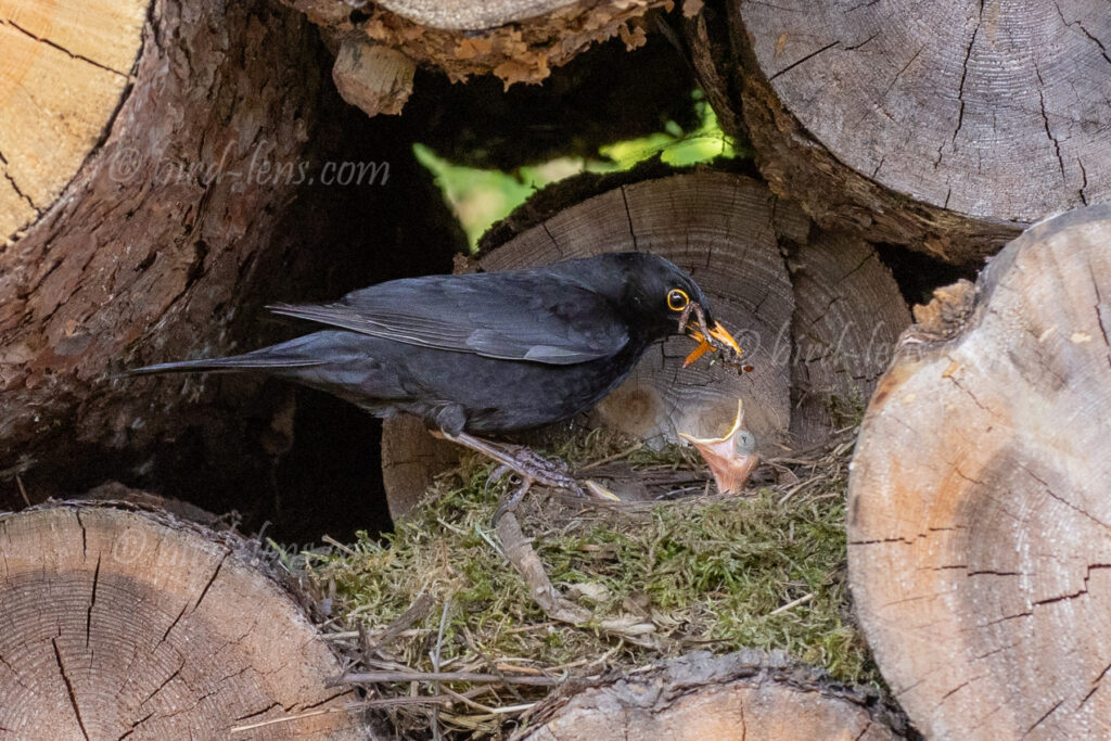 Remote Shots of a male Blackbird feeding nestling – Bird Lens