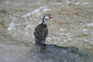 Sturzbach-Ente