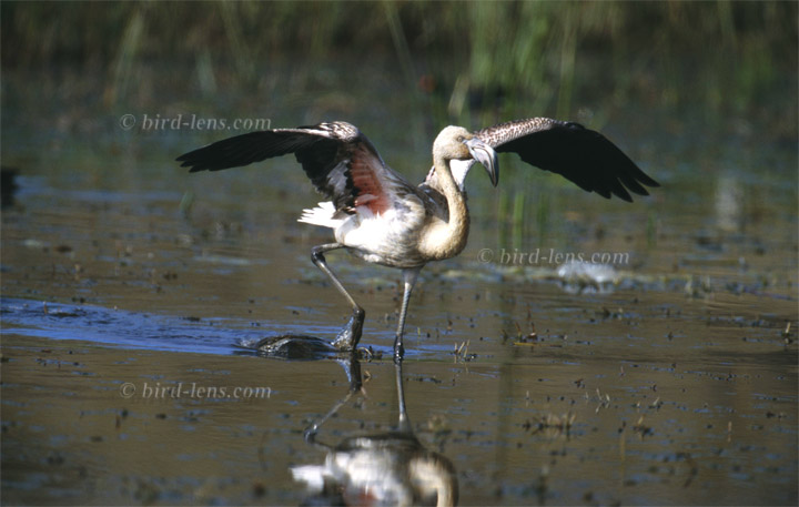 Chile-Flamingo