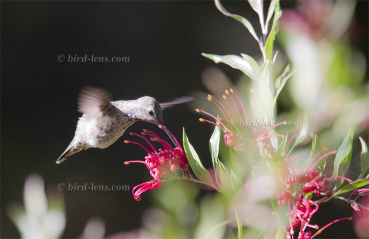 Trochilidae