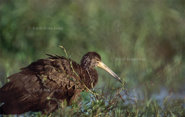 Rallenkranich (Limpkin)