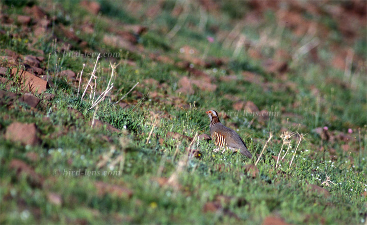 Barbary Partridge