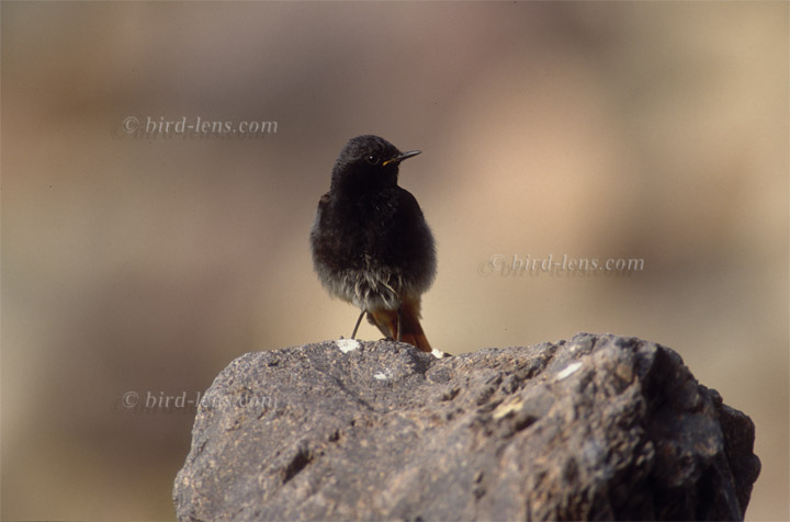 Black Redstart