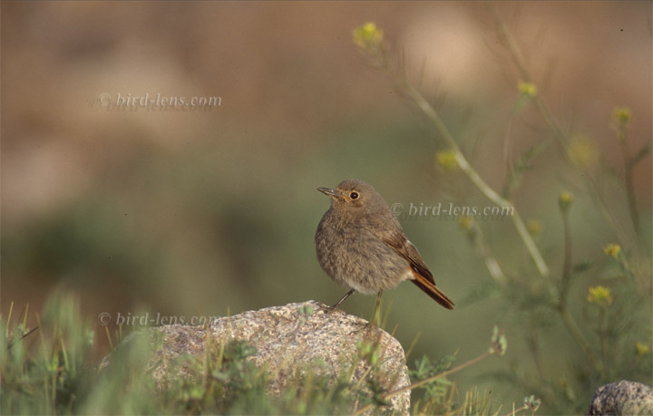 Black Redstart