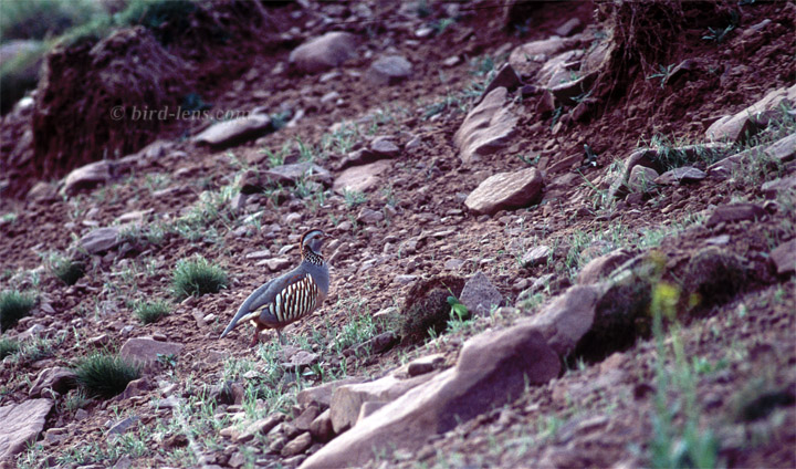 Barbary Partridge