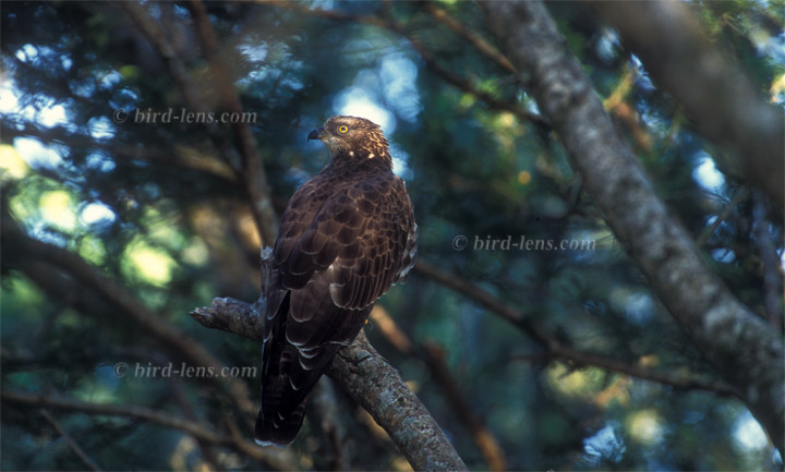 Wespenbussard