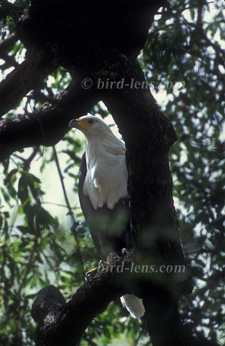 African Fish-Eagle