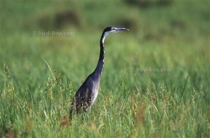 Black-headed Heron