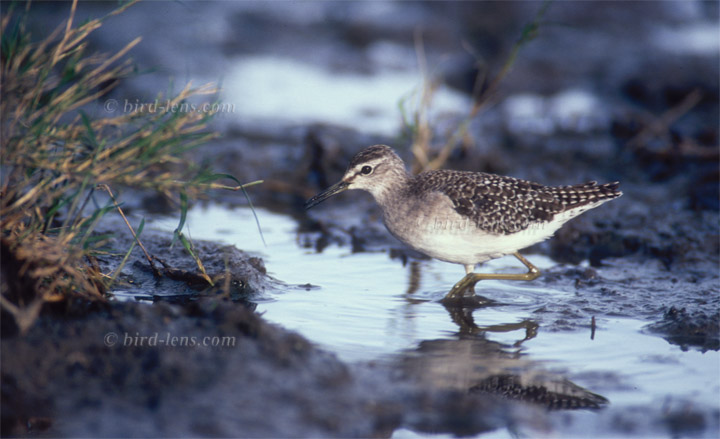 Bruchwasserläufer