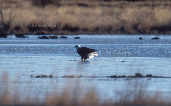 Bald Eagle