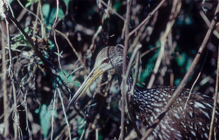 Rallenkranich (Limpkin)