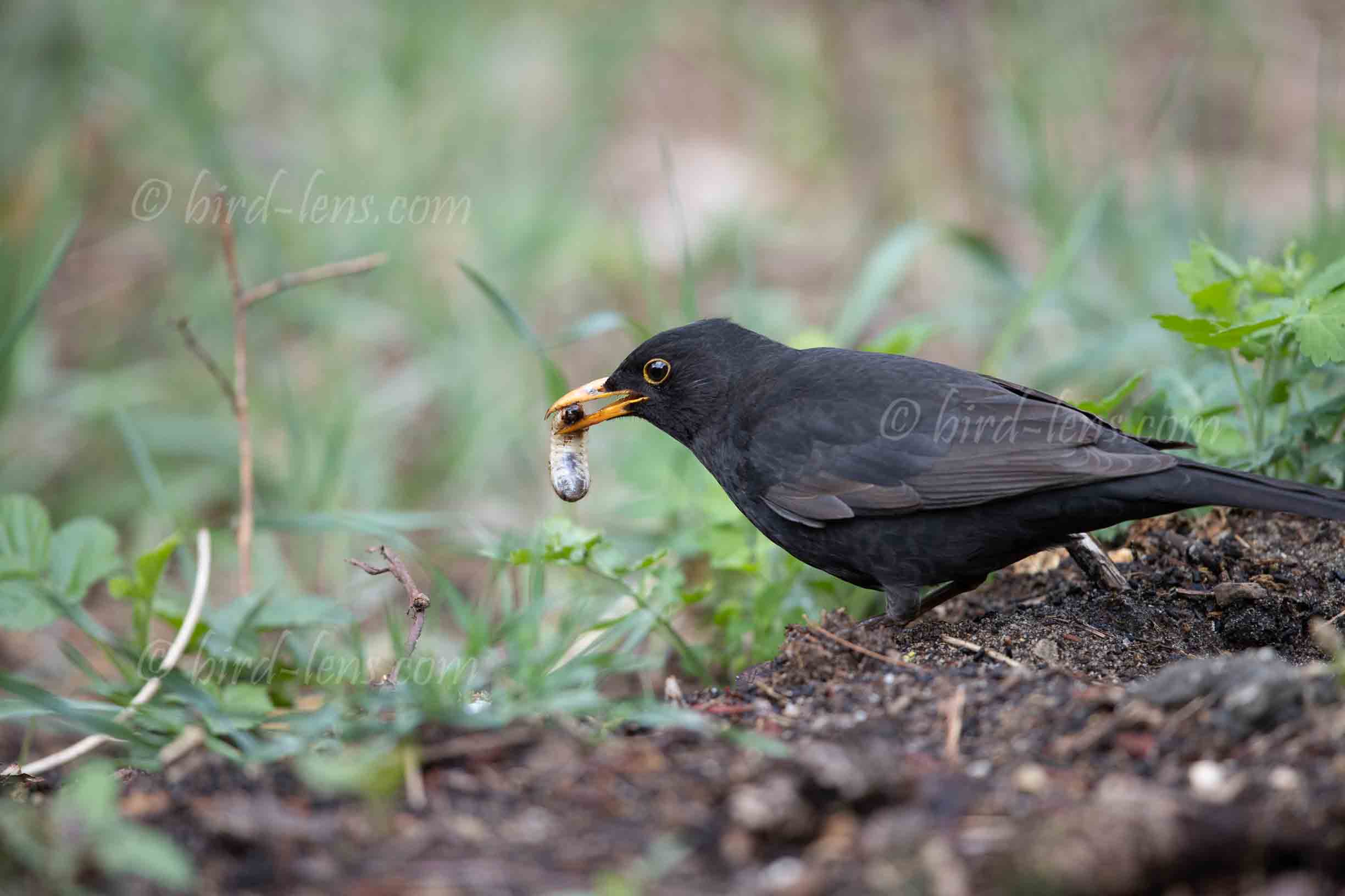 Amsel