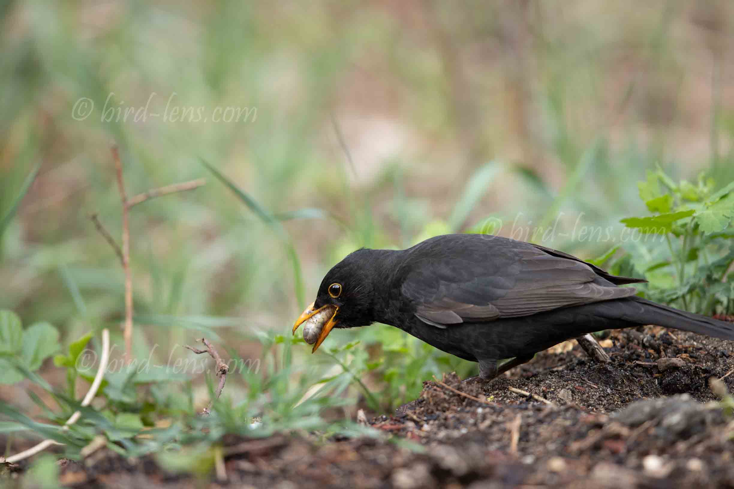 Amsel