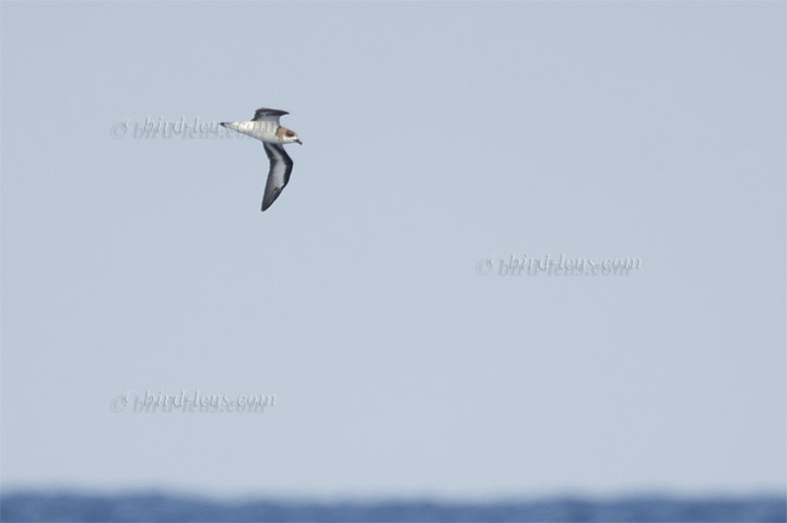 Bermudasturmvogel