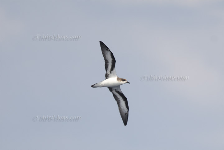 Bermudasturmvogel