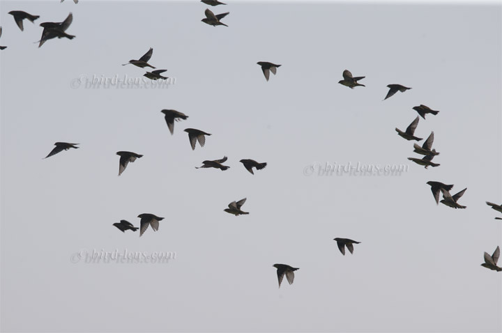 Bobolink