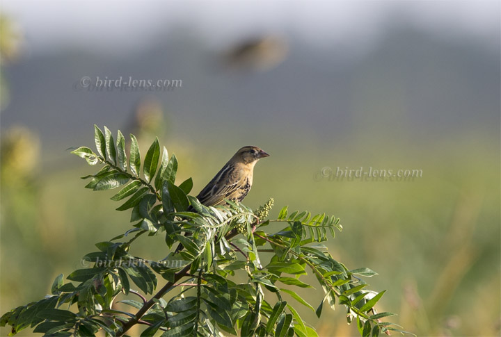 Bobolink