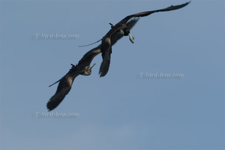 Prachtfregattvogel