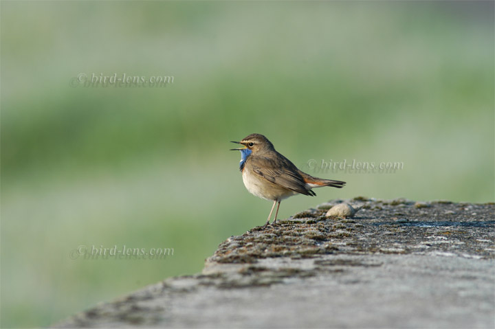 Blaukehlchen