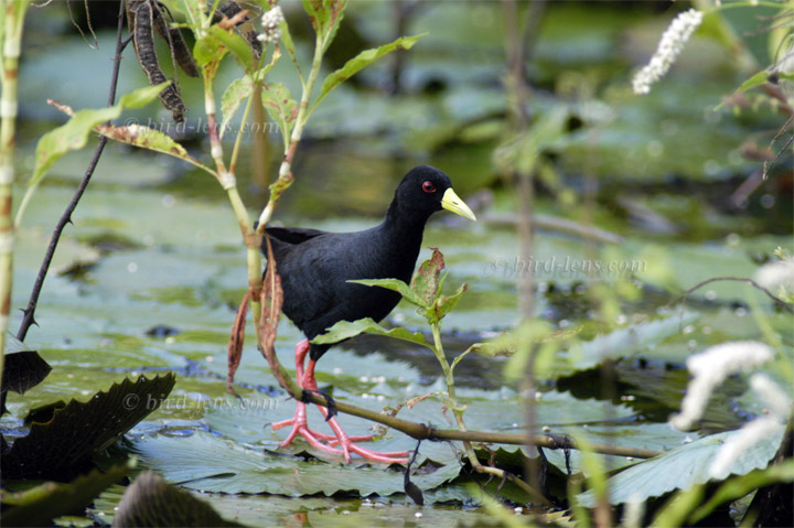 Mohrensumpfhuhn