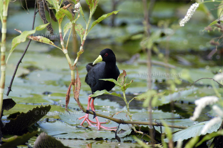 Mohrensumpfhuhn