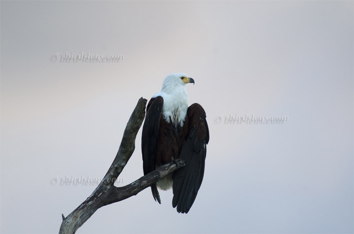 Schreiseeadler