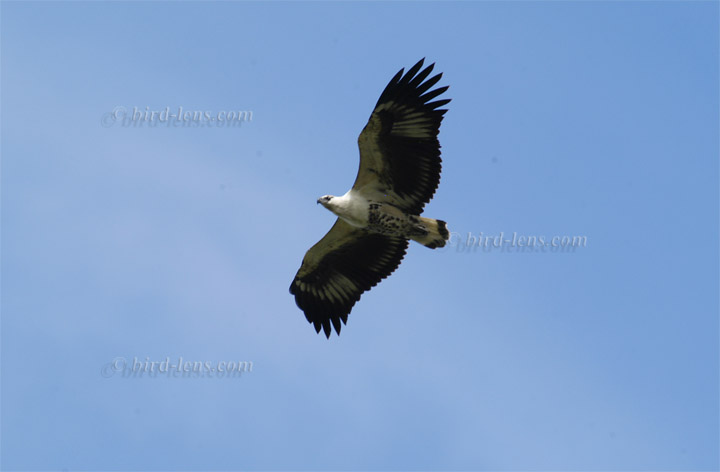 Schreiseeadler