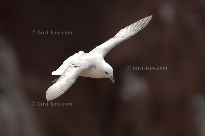 Eissturmvogel - zum Schließen ins Bild klicken