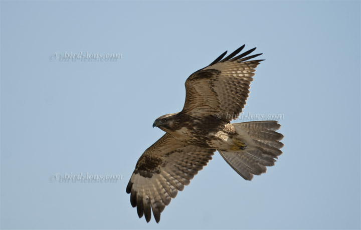 Mäusebussard