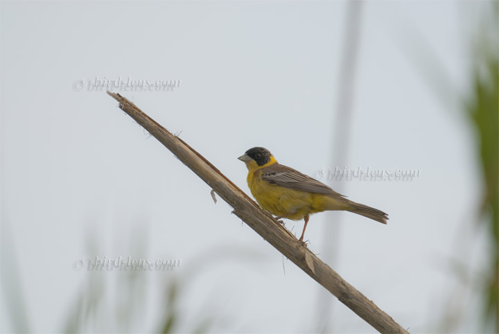 Black-headed Bunting