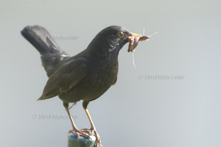 Amsel