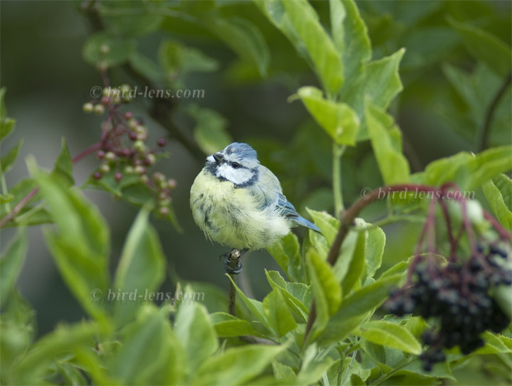 Blaumeise