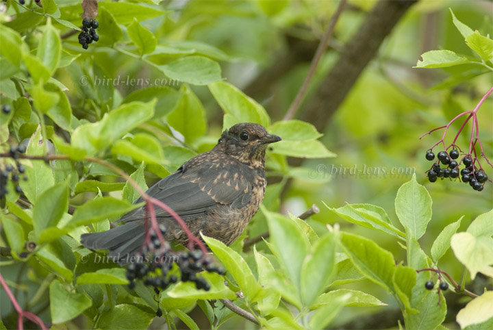 Amsel