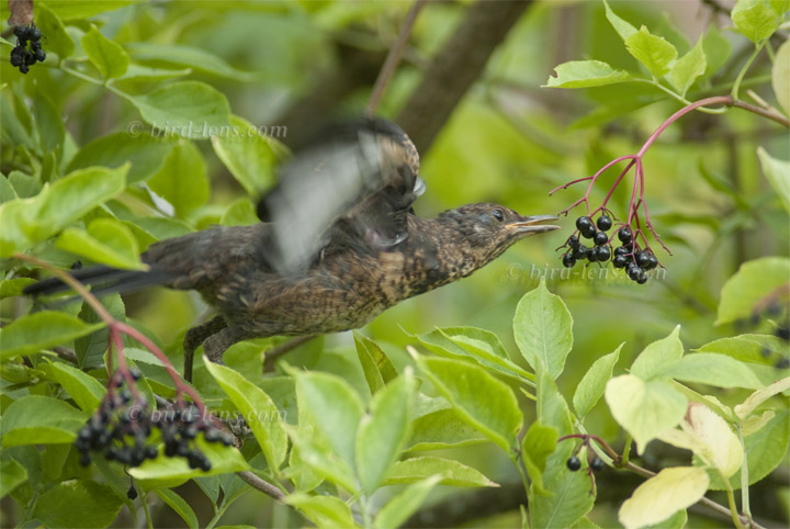 Amsel