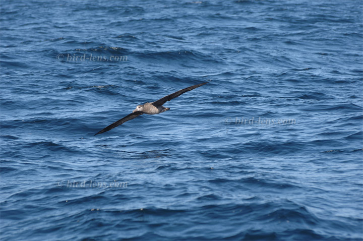 Schwarzfußalbatros