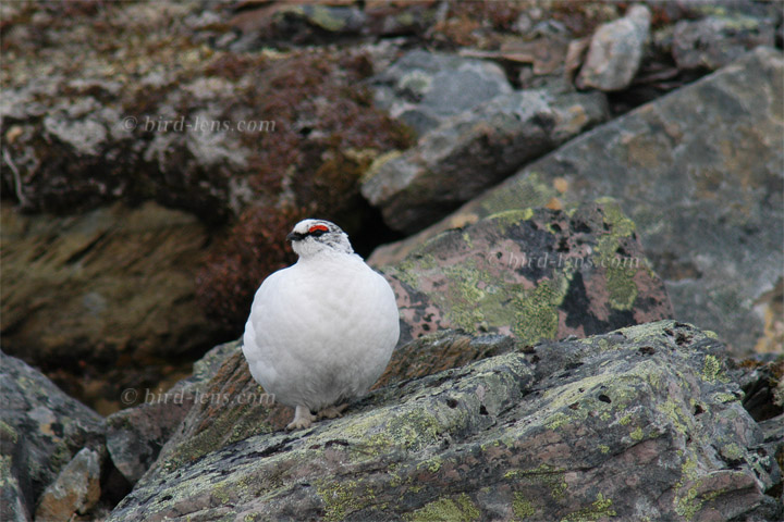 Alpenschneehuhn - zum Schließen ins Bild klicken