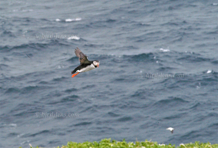 Atlantic Puffin