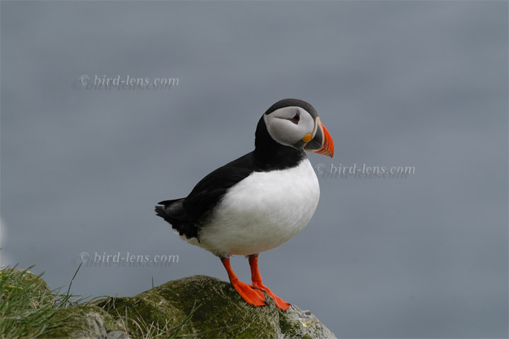 Atlantic Puffin