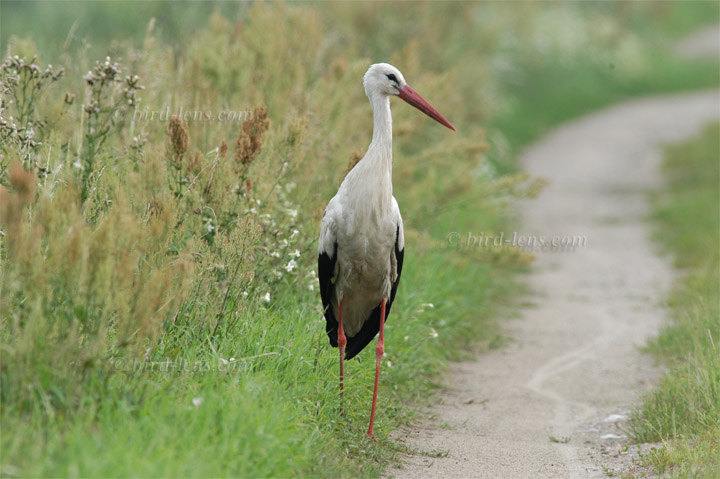 White Stork