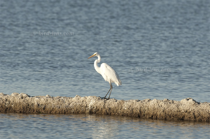 Great Egret