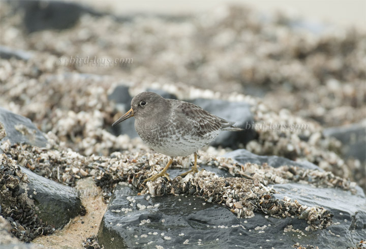 Meerstrandläufer